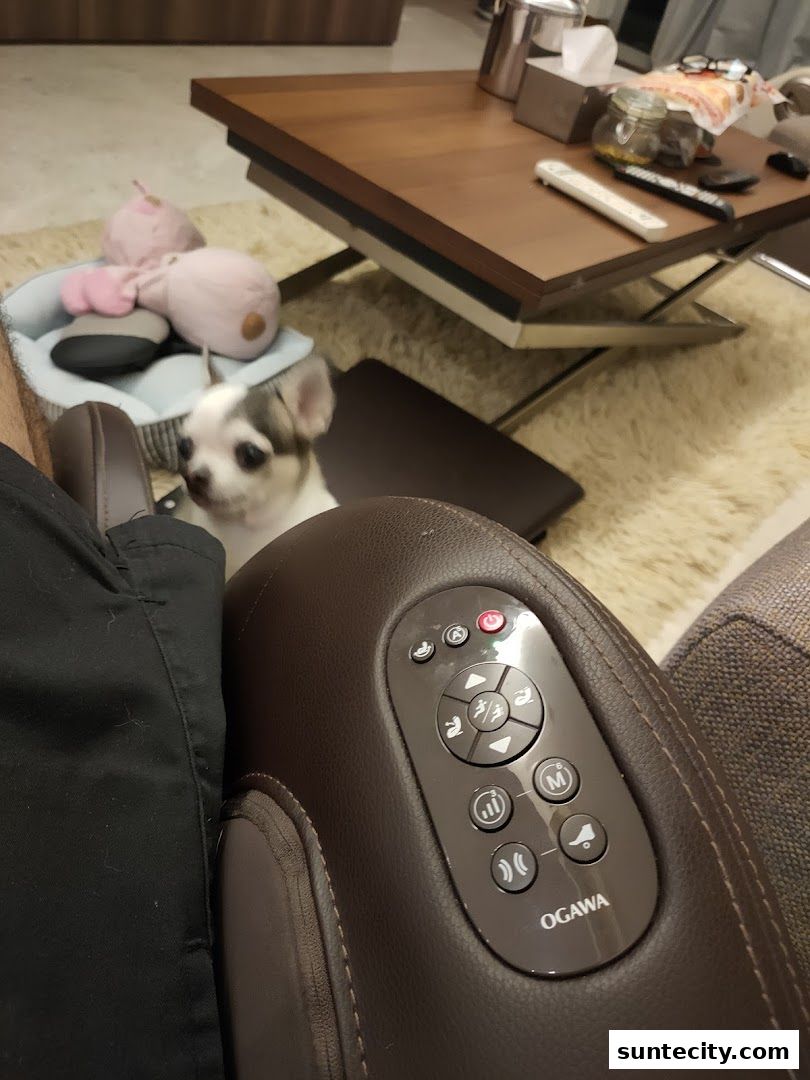 A close-up of a massage chair's control panel with a small dog in the background.